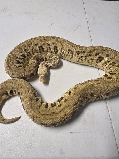 Spotnose Killer Clown Ball Python by SBG Morphs