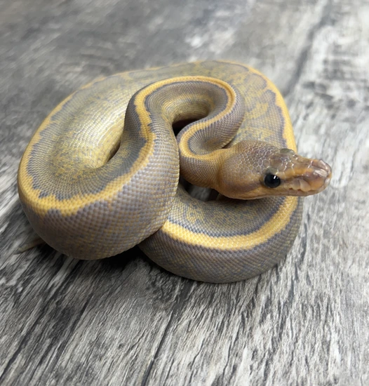 Cinnamon Pinstripe Hypo Ball Python by JRReptiles