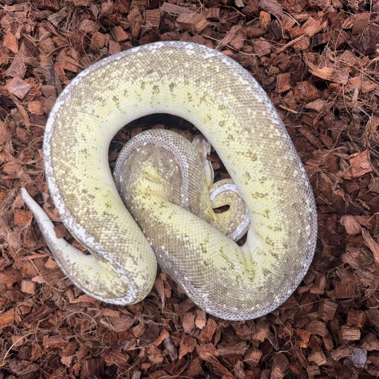 Firefly Cinnamon Pinstripe Ball Python by JRReptiles