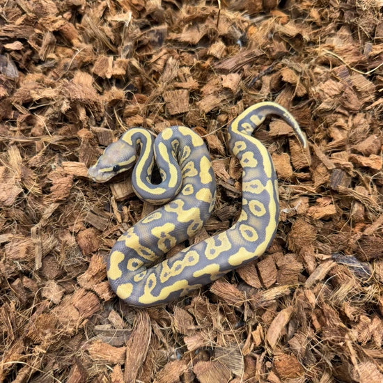 Acid Mojave Hypo PH Clown Ball Python by JRReptiles