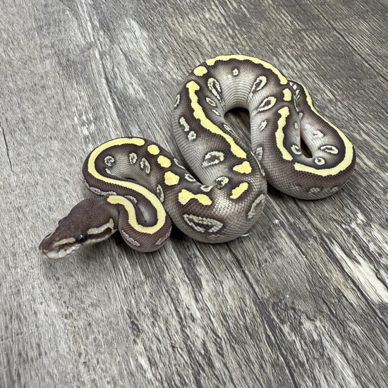 Super Mystic Ball Python by JRReptiles