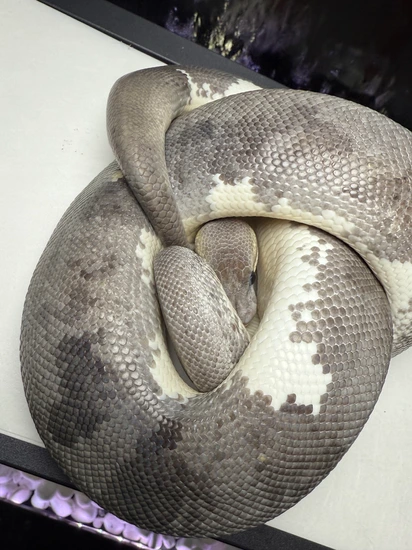 Urban Camo Ball Python by Empire State Exotics