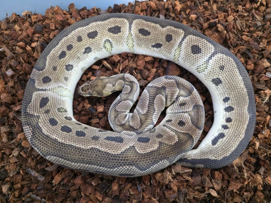 Clown Ball Python by JSA Reptiles, LLC