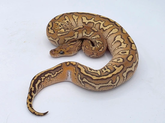 Pompeii Python Mojave Pompeii Ball Python by JSA Reptiles, LLC
