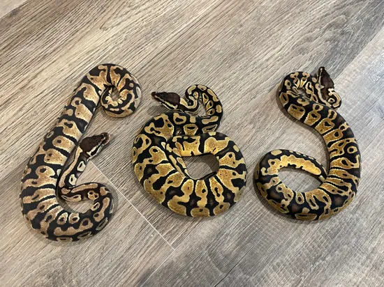 Lotus Python Pastel 100% Het Pied (3 Available) Ball Python by Lotus Pythons