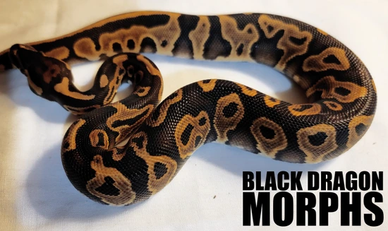 Mace Ball Python by Black Dragon Morphs