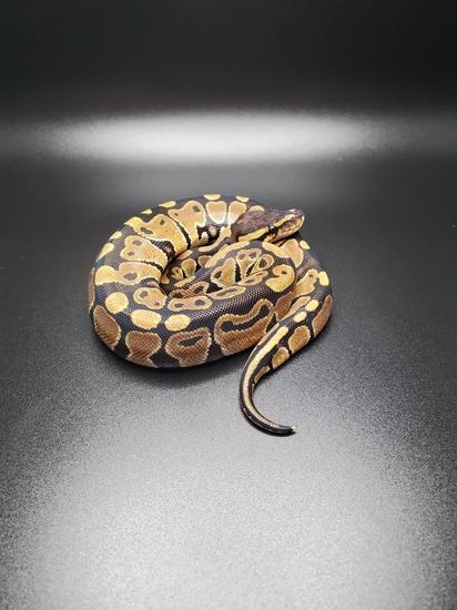 Dinker FREE With $250 Purchase Ball Python by J-Slithers-Morphs