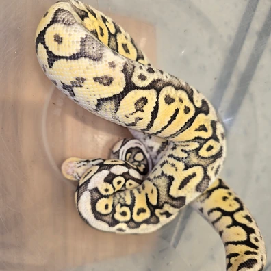 2025 Super Pastel Spotnose Fire Yellowbelly Het Clown Poss Het Pied Ball Python - female for sale from Jsm reptiles