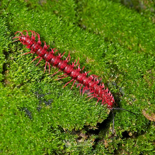 Pink Dragon Millipede 1 - 1.5