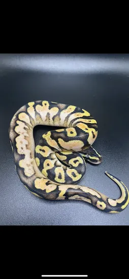 Pastel Calico Yellowbelly Ball Python by Green Mountain Morphs