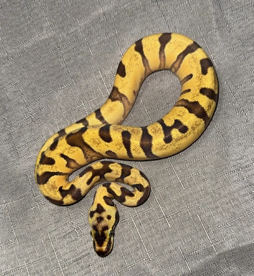 Orange Dream Pastel Super Enchi Het Hypo/Clown Ball Python by ACU Morphs
