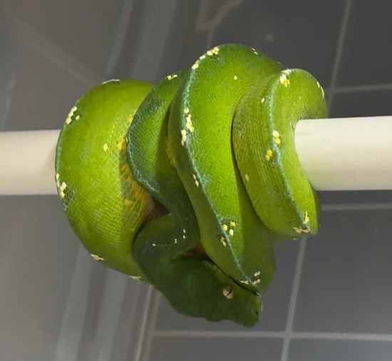 Cyclops Female Green Tree Python by Tosetti Pythons & Boas