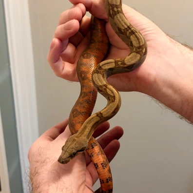 Tosetti Pythons & Boas - MorphMarket