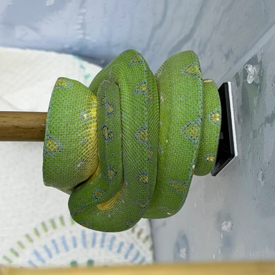 Tosetti Pythons & Boas - MorphMarket