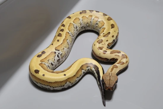 Matrix 💯 DH Pied/T+ Albino! Blood Python by Juggernaut Reptiles