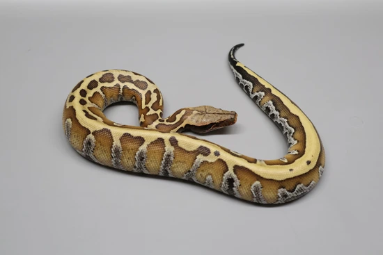 Pollen 💯 Het Pied 50% Het T- Albino! Blood Python by Juggernaut Reptiles