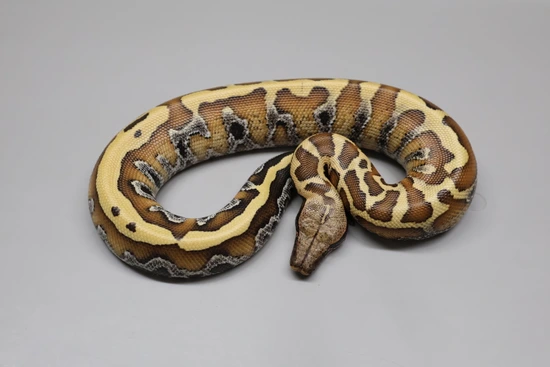 💯 Het Pied 50% DH T+/T- Albino! Blood Python by Juggernaut Reptiles
