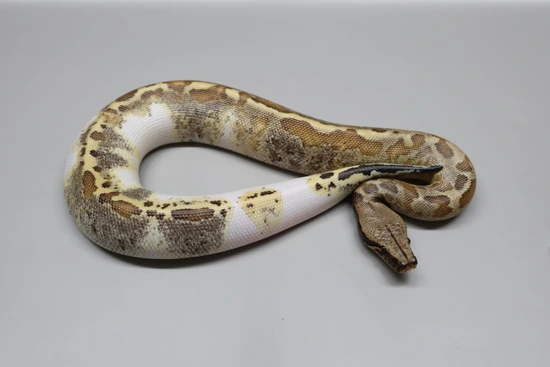 Pied 66% Het T- Albino! Blood Python by Juggernaut Reptiles