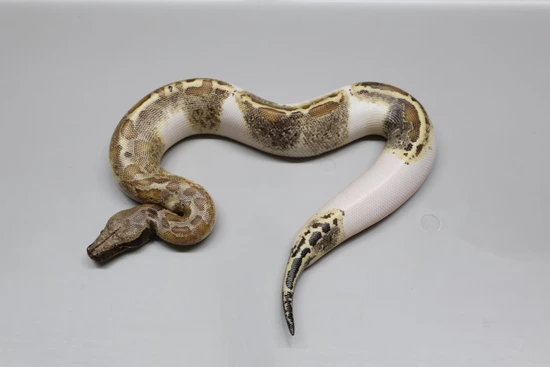 Pied 66% Het T- Albino! Blood Python by Juggernaut Reptiles