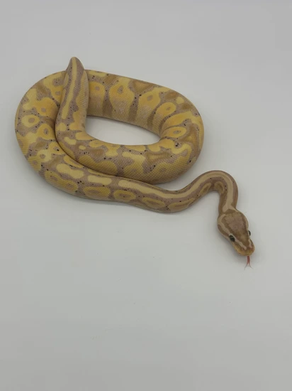 Pastel Coral Glow Jungle Woma Het. Piebald Ball Python by Juju’s Exotics