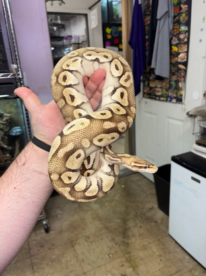 Lesser/Butter? Ball Python by Jungle Bob's Reptile World