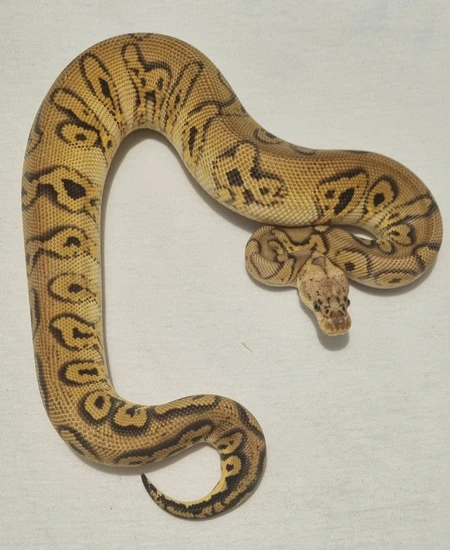 Stranger Pastel Clown Ball Python by Jungle Morphs