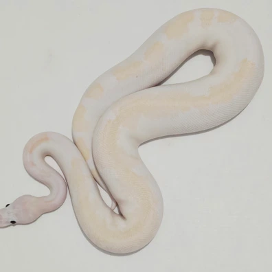 BACKDRAFT Ball Python - male for sale from Jungle Morphs
