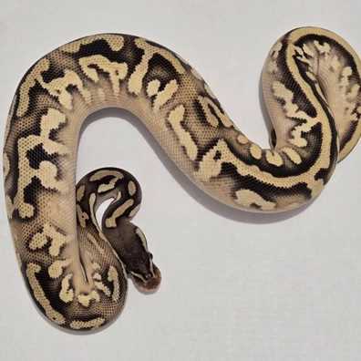 Sugar Mojave Orange Dream Pastel Ball Python - female for sale from Jungle Morphs