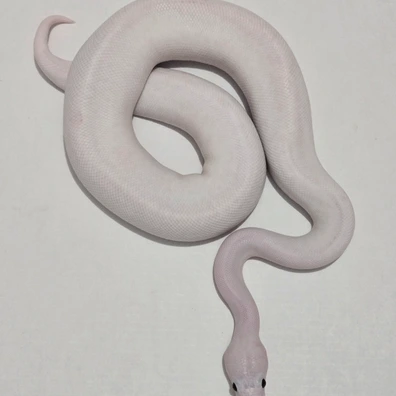 SUPER FIRE Ball Python - male for sale from Jungle Morphs