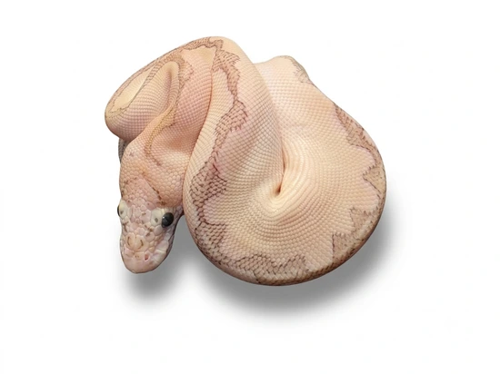 Pastel Enchi Bamboo Clown Ball Python by Tiny Serpents