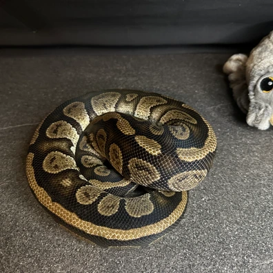1.1 Classic & Stranger 66% Het Clown, Monsoon Ball Python - unknown for sale from Justin Kline Serpents