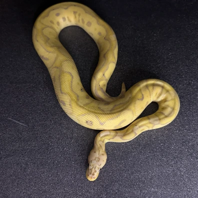 Banana Pastel Clown 100% Het Pied Ball Python - male for sale from Justin Kline Serpents