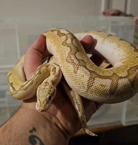 Bamboo Pastel Calico Ball Python by Bucks Reptiles