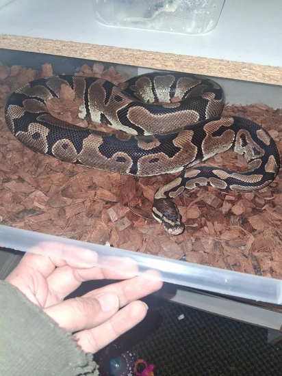 Wild Type Royal Python Wild Type Ball Python by Royal Noods Reptile Lounge