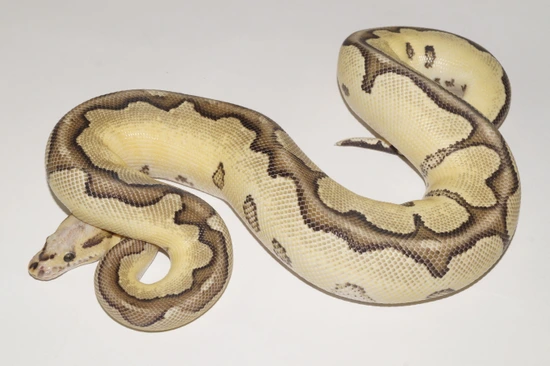 Super Vanilla Clown Ball Python by KB-Snakes