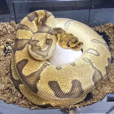 Enchi Asphalt Clown Ball Python - female for sale from KB-Snakes