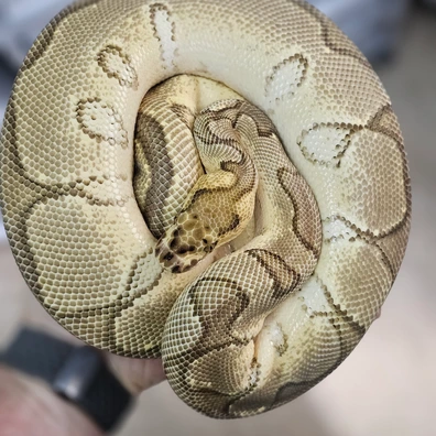 Enchi Asphalt Vanilla Clown Ball Python - female for sale from KB-Snakes