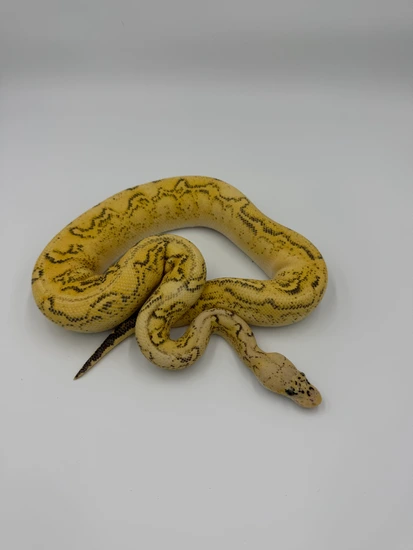 1.0 Pastel Freeway Clown Het Ultramel Ball Python by Knock Out Reptiles