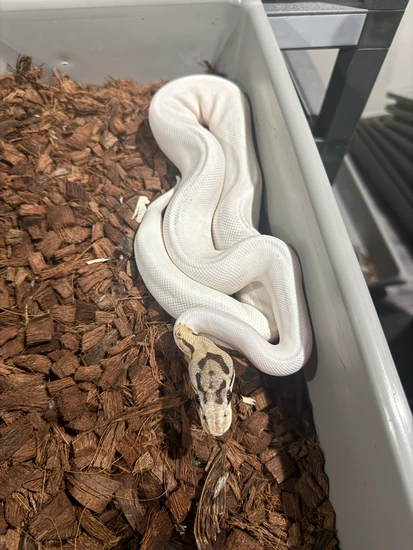 Spider Pied 50% Het Ghost Ball Python by Utah shed hunter