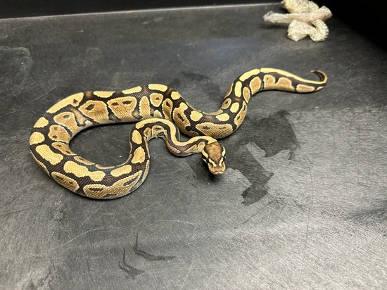 Firemon Python Snake Fire Ball Python by Cerebral Serpents