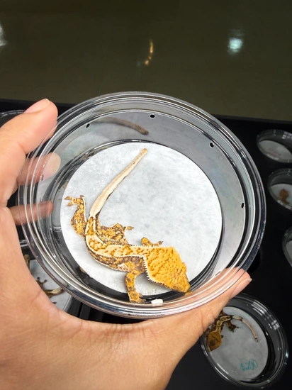 Tricolor - Crested Gecko