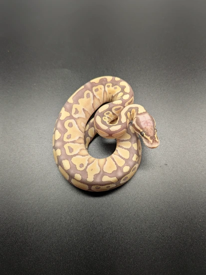 Pastel Monarch Ball Python Monarch Pastel Lesser Het Desert Ghost Pos Het Hypo Ball Python by KC ...