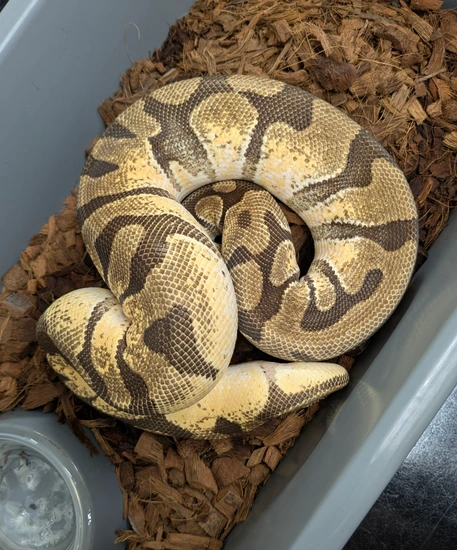 RTB Enchi Orange Dream Het Monarch Ball Python by KC Live Innovation