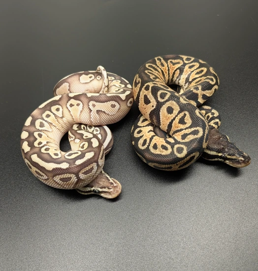 Pastel Monarch Ball Python 1.1 Lesser Pastel 66% TH Monarch DG Clown & Hurricane Pastel TH Ball ...