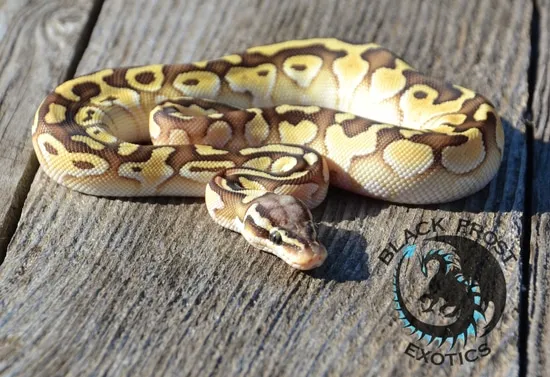 Pastel Lesser 66% Het Clown Ball Python by Black Frost Exotics