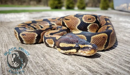 FREE SHIPPING 66% Het Clown Ball Python by Black Frost Exotics
