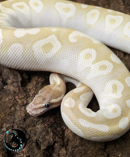 Crystal (Mojave Special) Ball Python by Black Frost Exotics