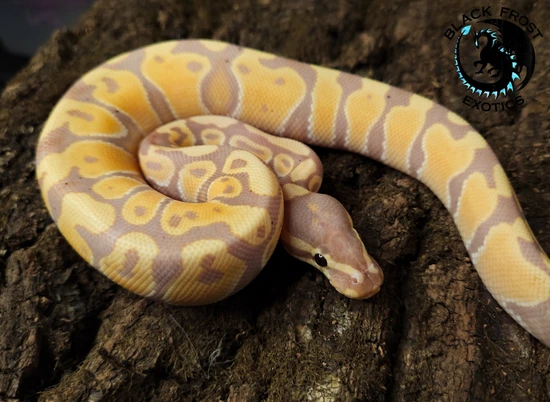 Banana Female-Maker Ball Python by Black Frost Exotics