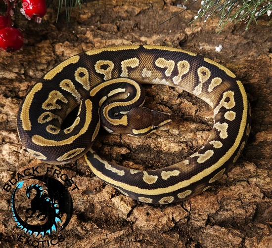 Genex Ball Python Mojave Yellowbelly (GeneX) 50% Het Pied Ball Python by Black Frost Exotics