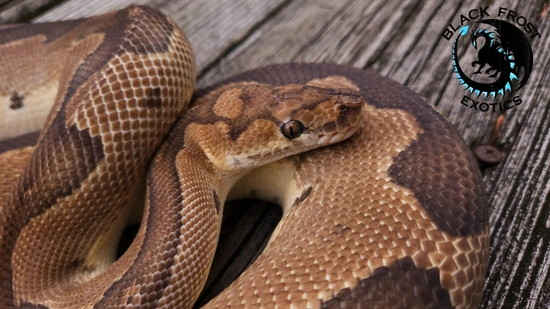 Proven Blade Clown Ball Python by Black Frost Exotics